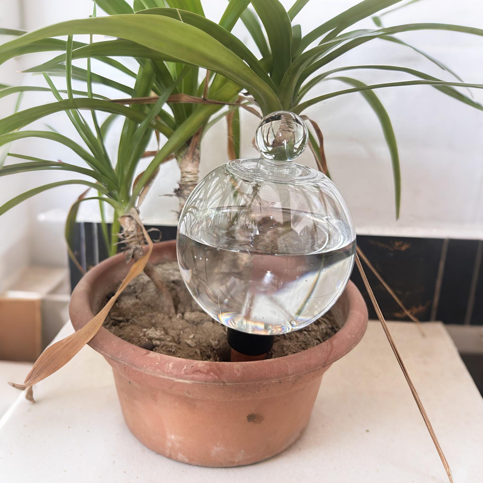 Pflanzenbewässerungskugeln, 4  – Succulent Set Bewertung und Preis