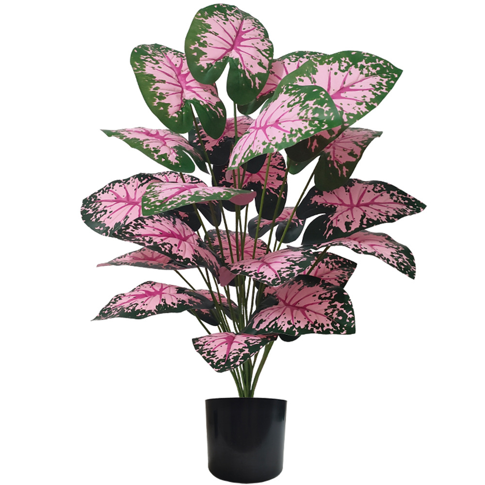 Rosa Blatt Topfpflanzen Gefäls – Snake Plant Bewertung und Preis