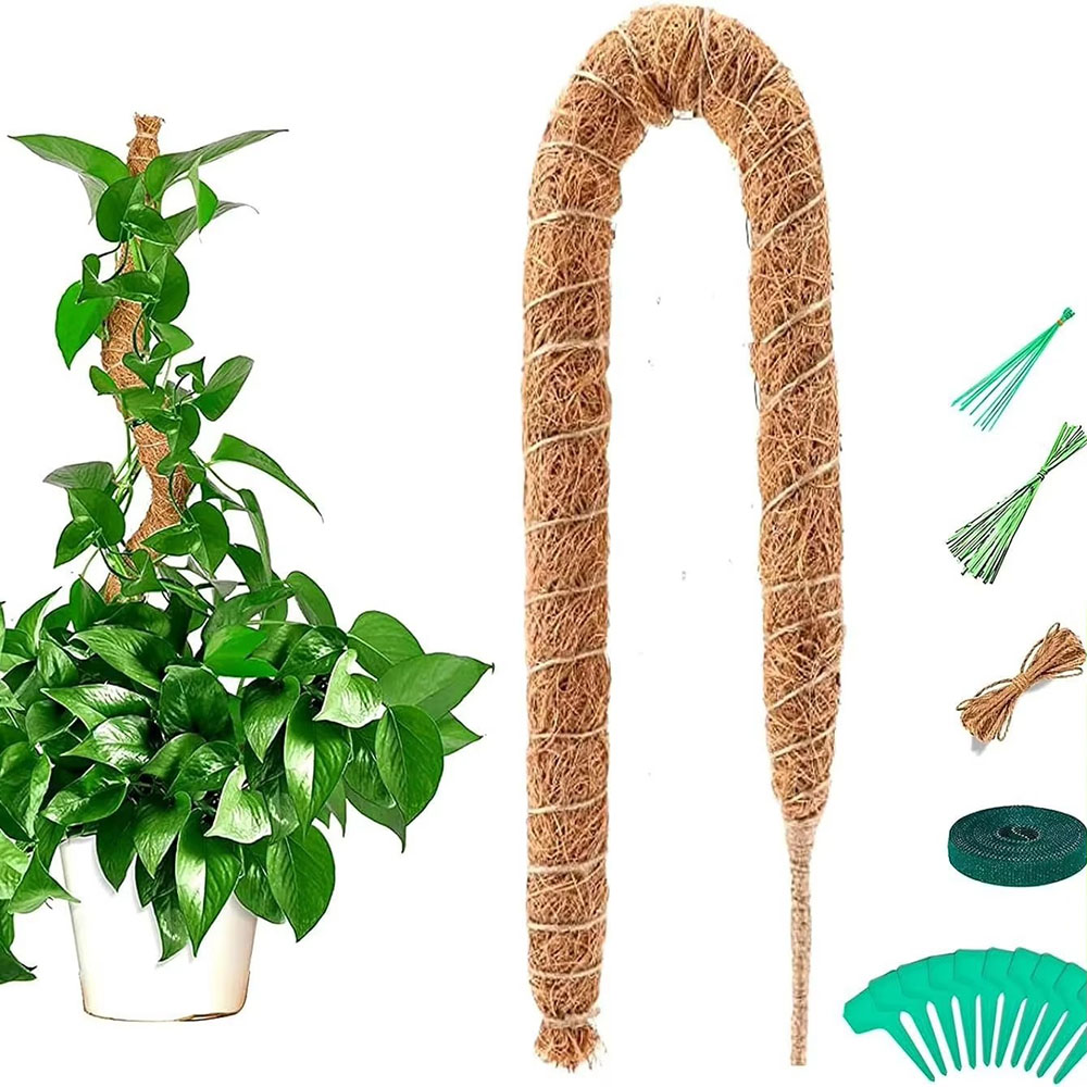 Gartenbau-Kokosnusspalmenstab, – Pothos Bewertung und Preis