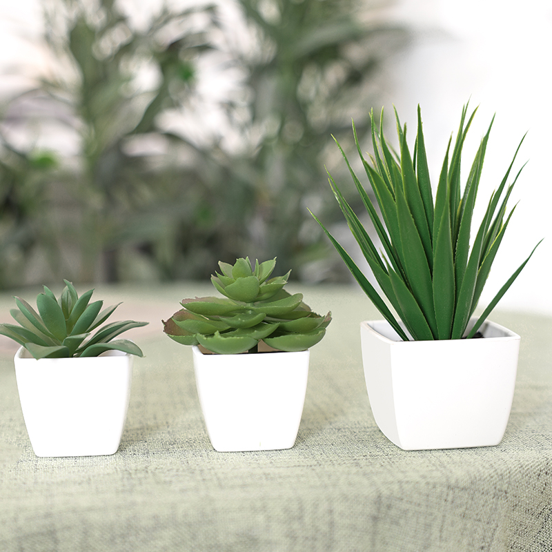 3 Stück künstliche immergrüne  – Succulent Set Bewertung und Preis