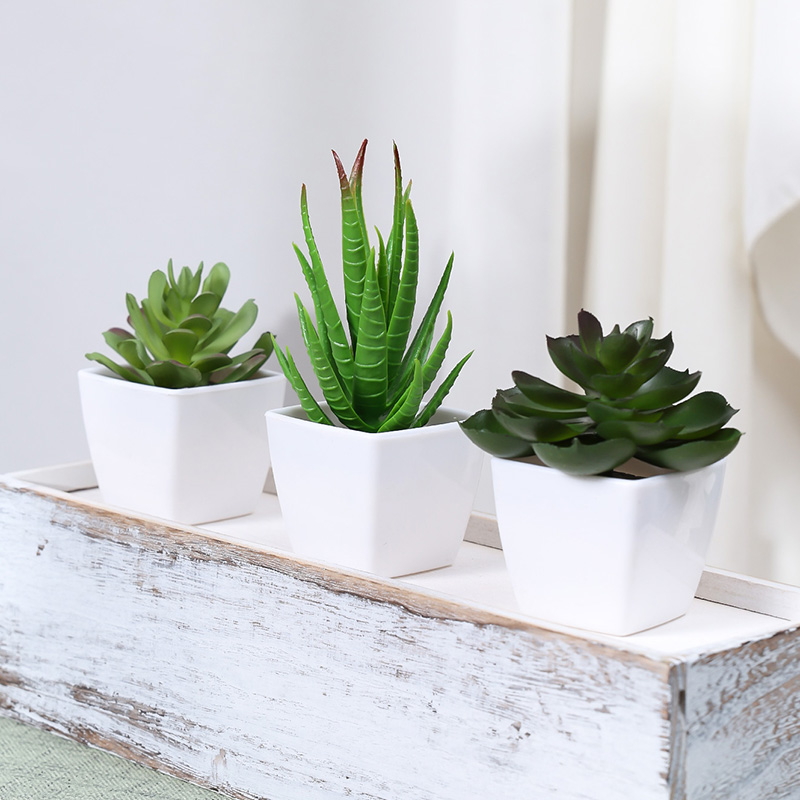 3 Stück künstliche immergrüne  – Succulent Set Bewertung und Preis