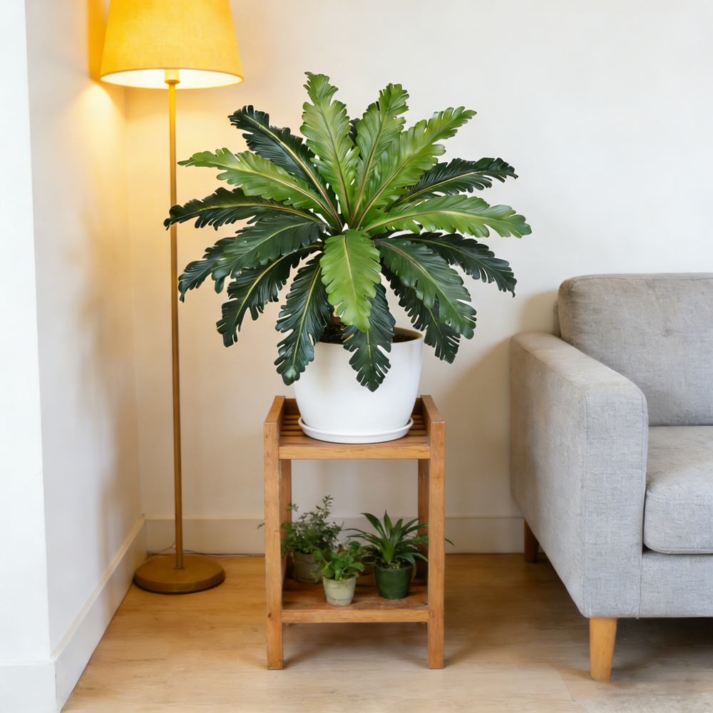 45-50cm Tropische Künstliche P – Fiddle Leaf Fig Bewertung und Preis